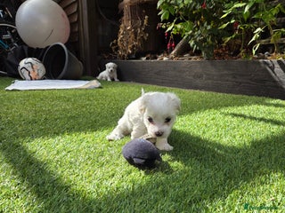 Bichon Frise dogs - Advert 12
