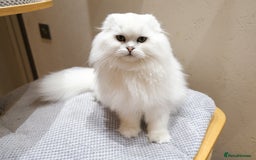 Scottish Fold cats for sale: Scottish Kittens – Fold & Straight – Ready Now - Advert 6