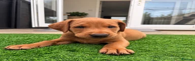 Labrador Retriever 1