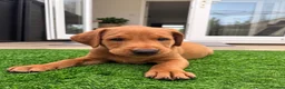 Labrador Retriever dogs for sale: Duel purpose Labrador  - Advert 3