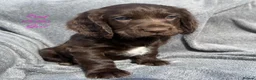Cocker Spaniel dogs for sale: Gorgeous KC reg Cocker Spaniel pups (working type) - Advert 7