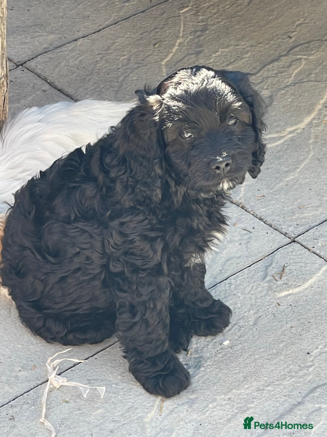 Cavapoo dogs for sale: Adorable Healthy Cavapoo Puppies  - Image 2