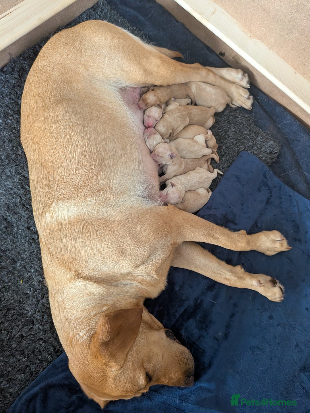 Goldador dogs for sale: Goldador puppies - all reserved  - Advert 18