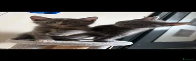 Mixed Breed 2