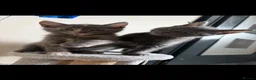 Mixed Breed cats for sale: Mixed breed kittens  - Advert 8
