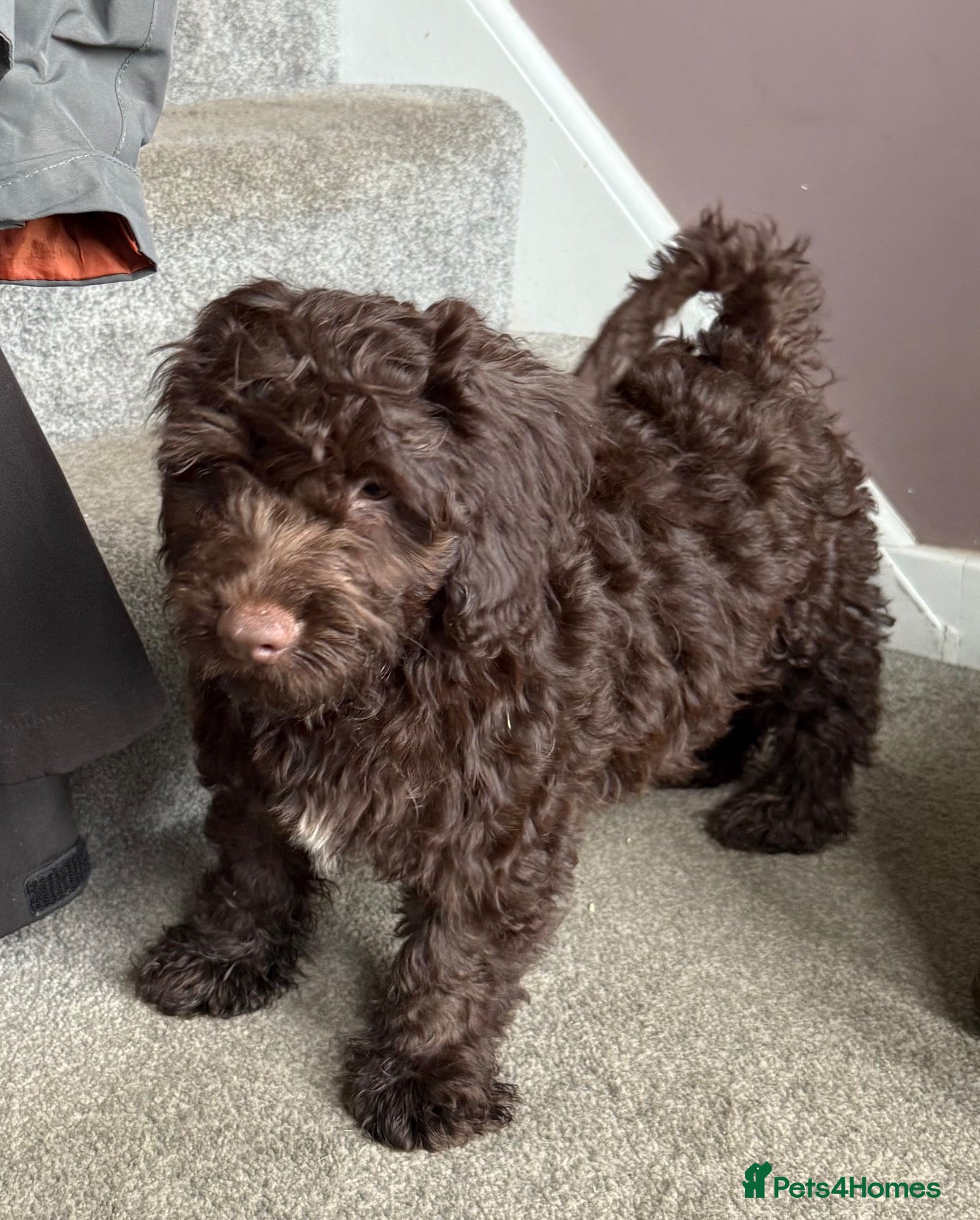 Cockapoo dogs Beautiful cockapoo puppies  - Advert 12