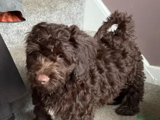 Cockapoo dogs Beautiful cockapoo puppies - Advert 1