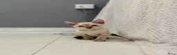 Bengal cats for sale: Beautiful bengal  - Advert 10