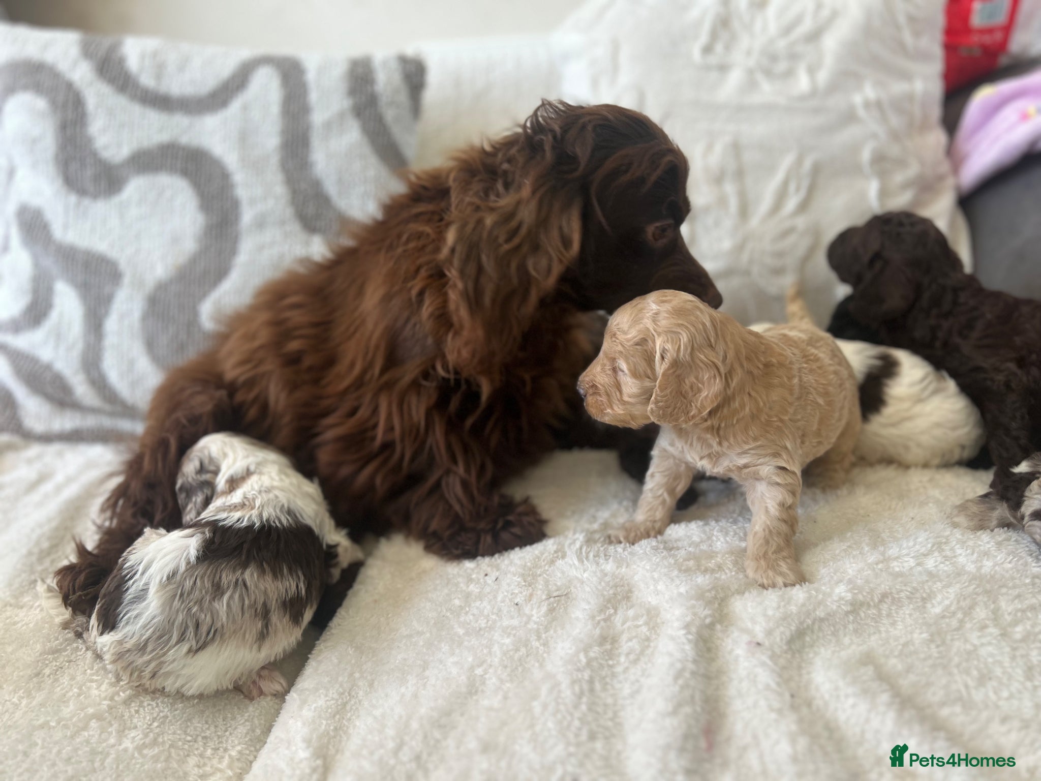 Cockapoo dogs ✨Beautiful toy cockapoo ✨ - Advert 3