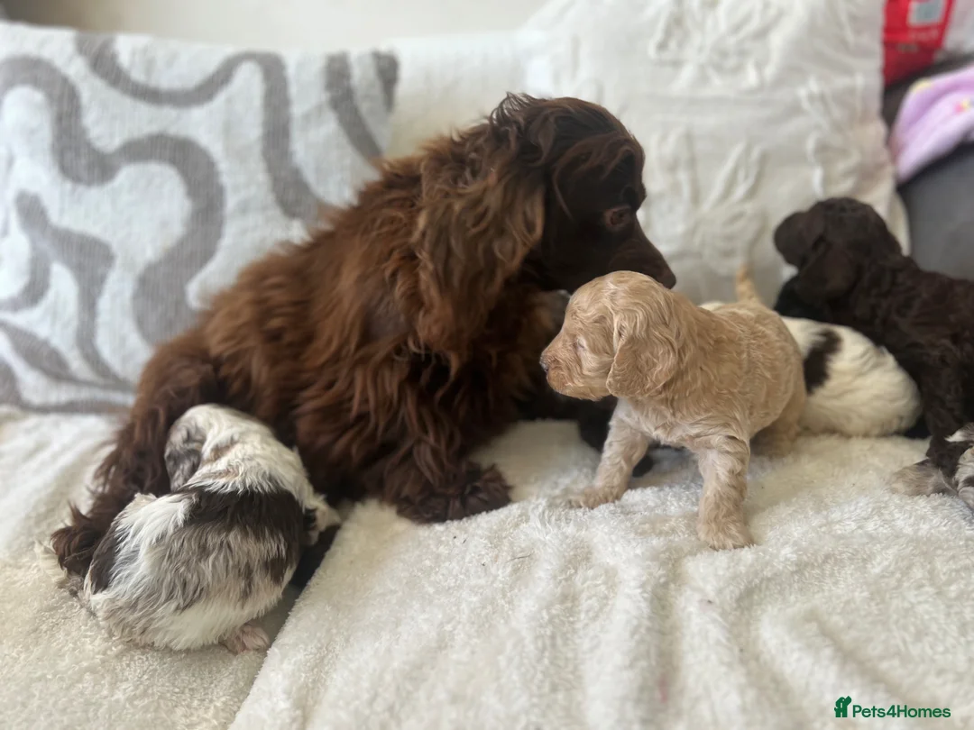 Cockapoo dogs for sale: ✨Beautiful toy cockapoo ✨ in Wrexham - Advert 1