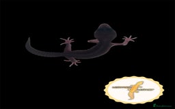 Leopard Gecko reptiles for sale: Baby leopard geckos for sale - Image 8