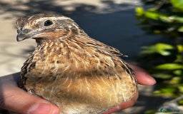 Quail poultry for sale: Cortunix quails for sale  - Image 1