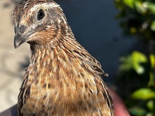 Quail poultry - Advert 3