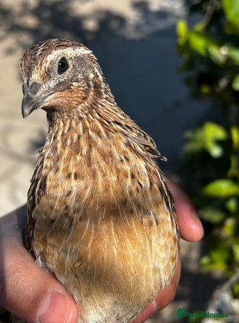 Quail poultry - Advert 1