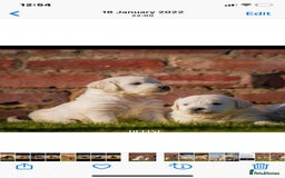 Golden Retriever dogs for sale: Old English cream golden retrievers  - Image 13