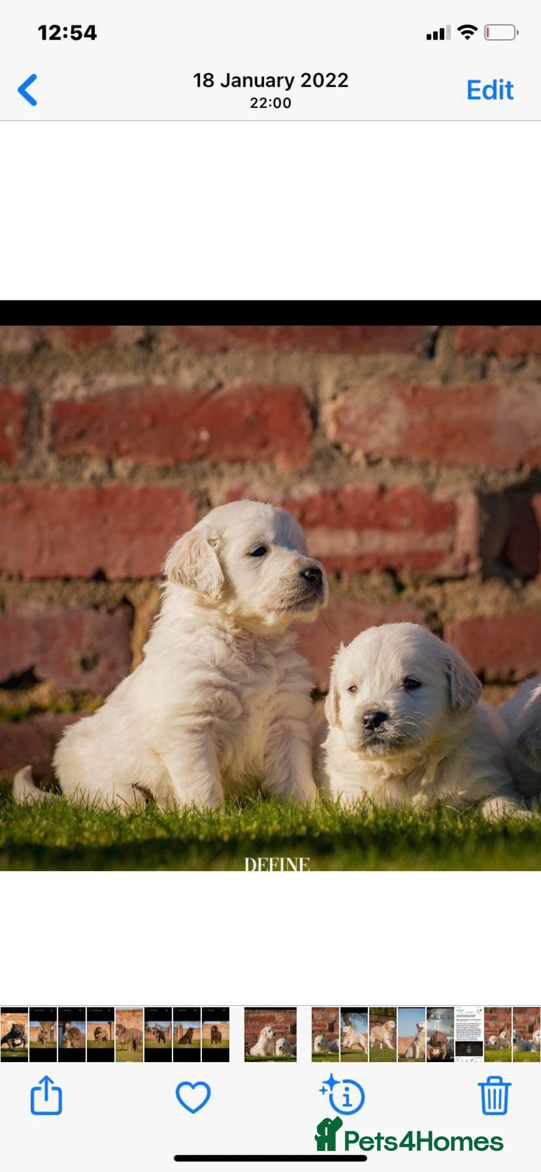 Golden Retriever dogs for sale: Old English cream golden retrievers  - Image 13