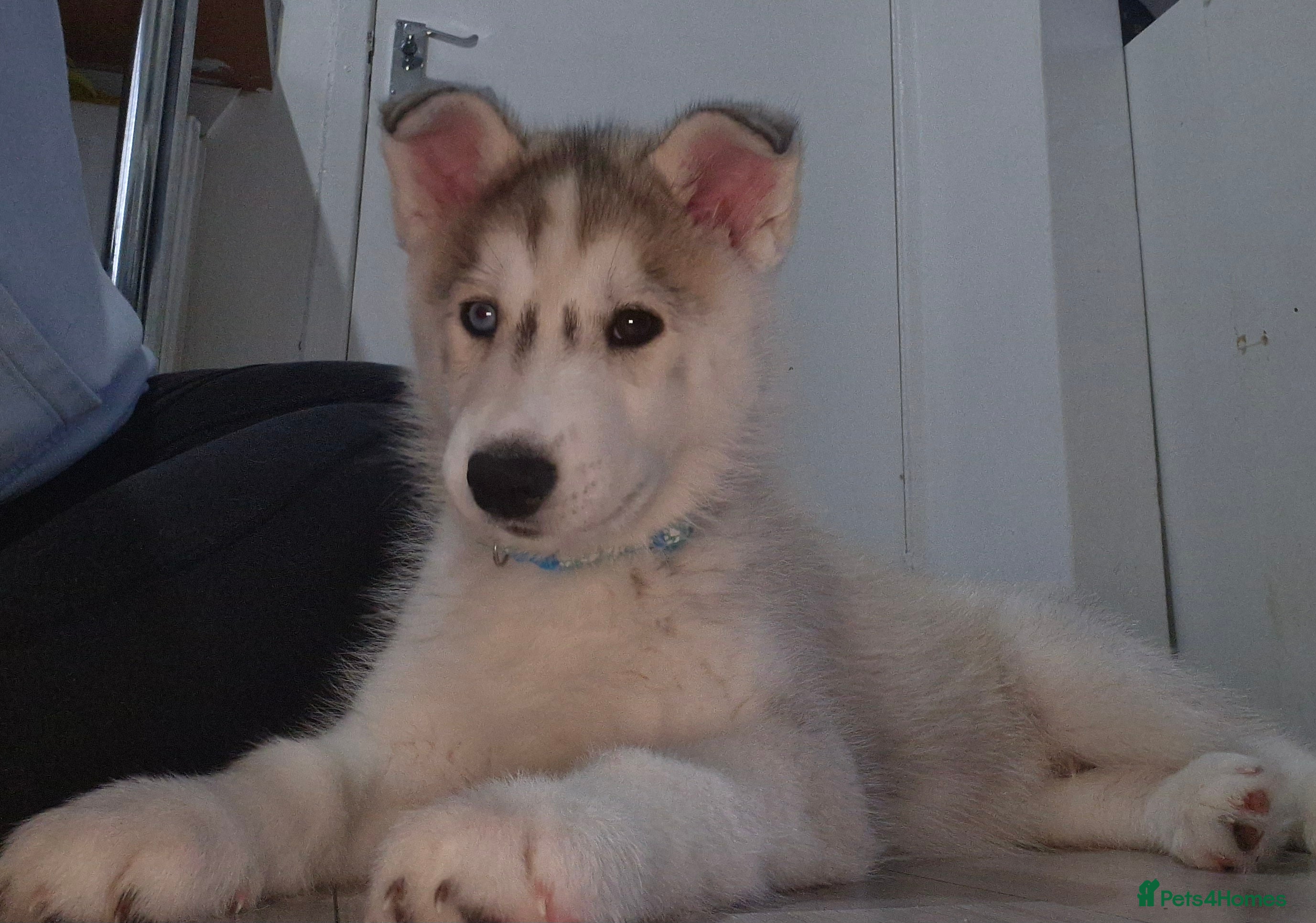 Siberian Husky dogs ​🐺 last chunky husky boy - READY TODAY! 🐺  - Advert 3