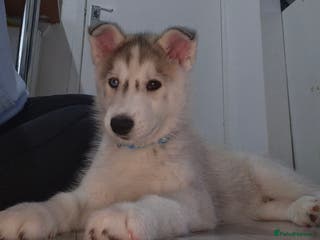 Siberian Husky dogs 🐺 stunning siberian Husky- READY TODAY! 🐺 - Advert 14