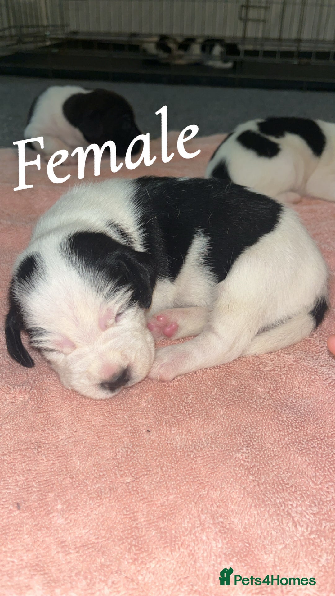 Mixed Breed dogs for sale: 6 spaniel, beagle, jack Russell cross for sale  - Image 6