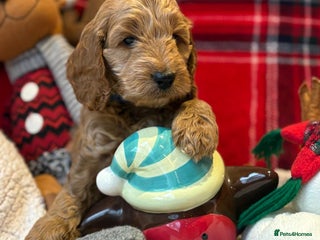 Cockapoo dogs *Adorable**Gold Pups**ready for Love - Advert 7