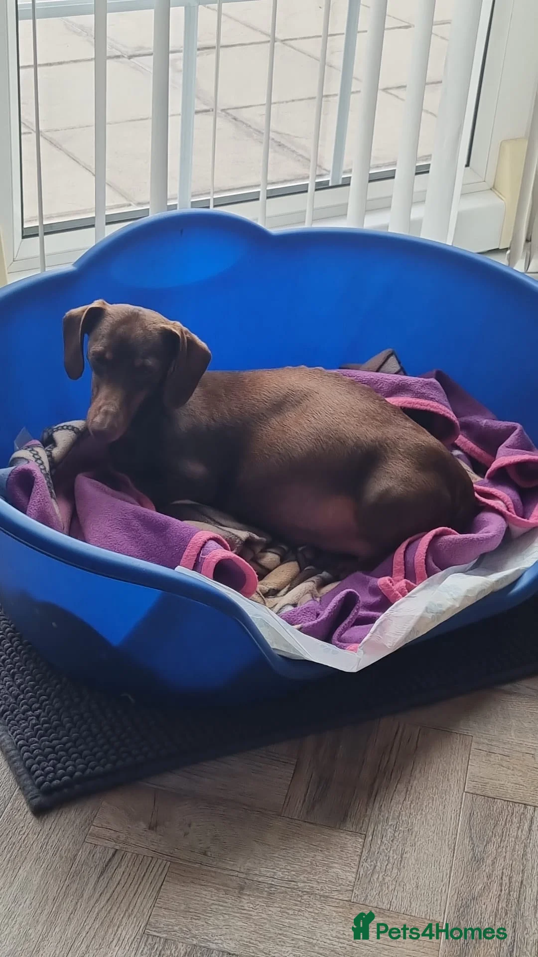 Dachshund dogs for sale: Male puppy pedigree dachshund in Newport - Advert 12