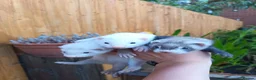 Ferret rodents for sale: Ferret kits for sale - Advert 1