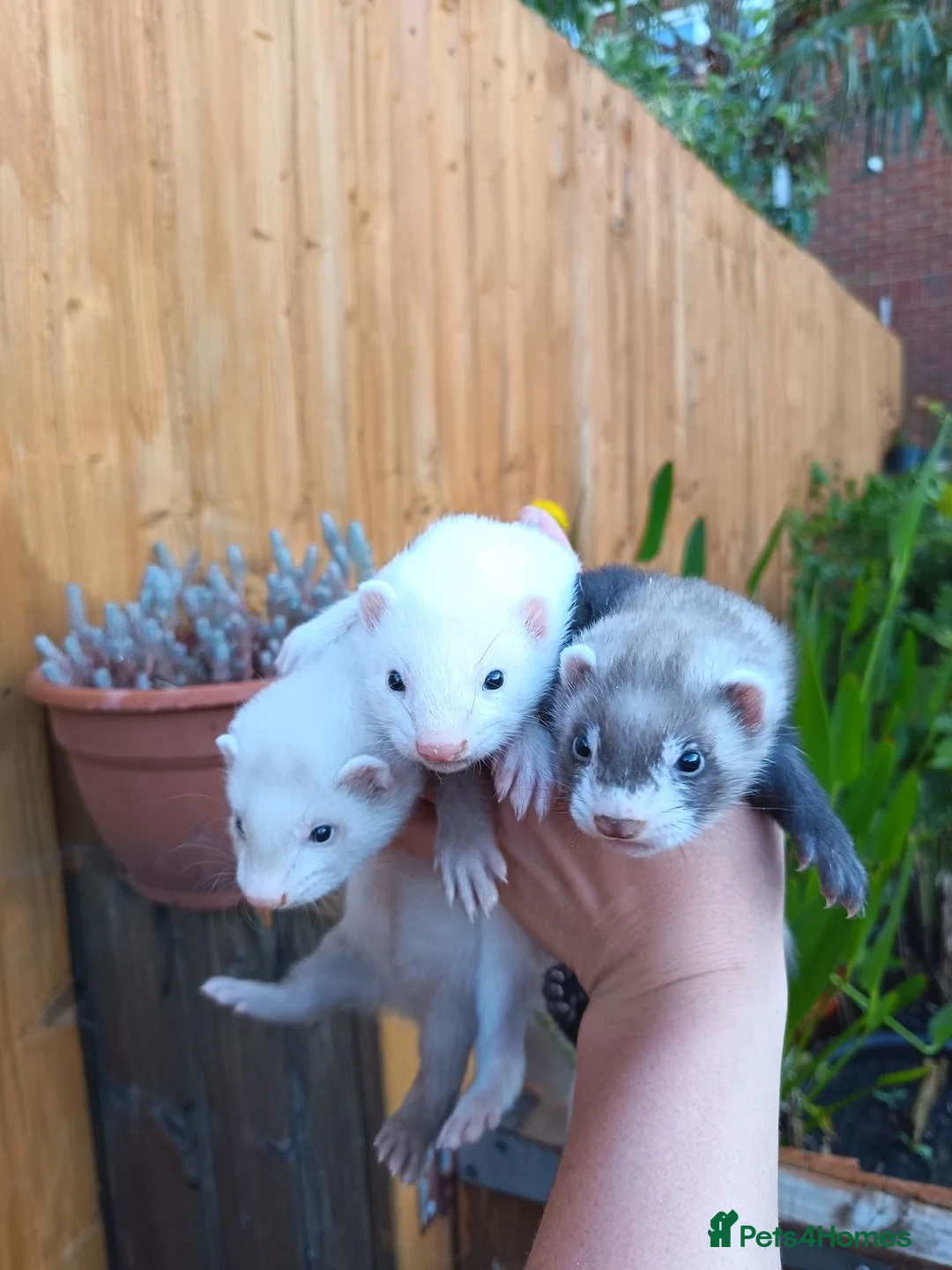 Ferret rodents for sale: Ferret kits for sale - Advert 1