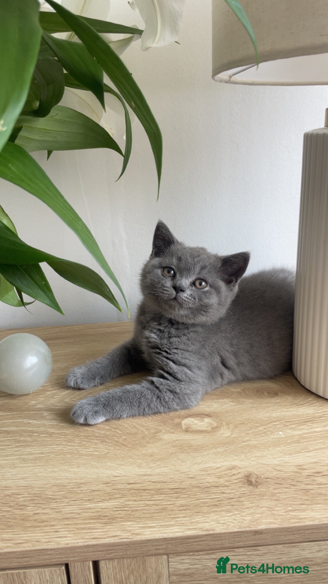 British Shorthair cats British shorthairs!  - Advert 5