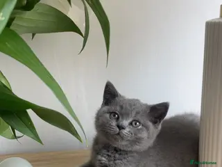 British Shorthair cats British shorthairs! - Advert 5