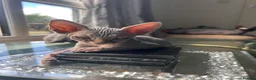 Sphynx cats for sale: Canadian x Elf Sphynx Kittens - Advert 5