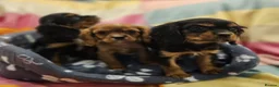 Cavalier King Charles Spaniel dogs for sale: Cavalier king Charles puppies  in Glasgow - Advert 2