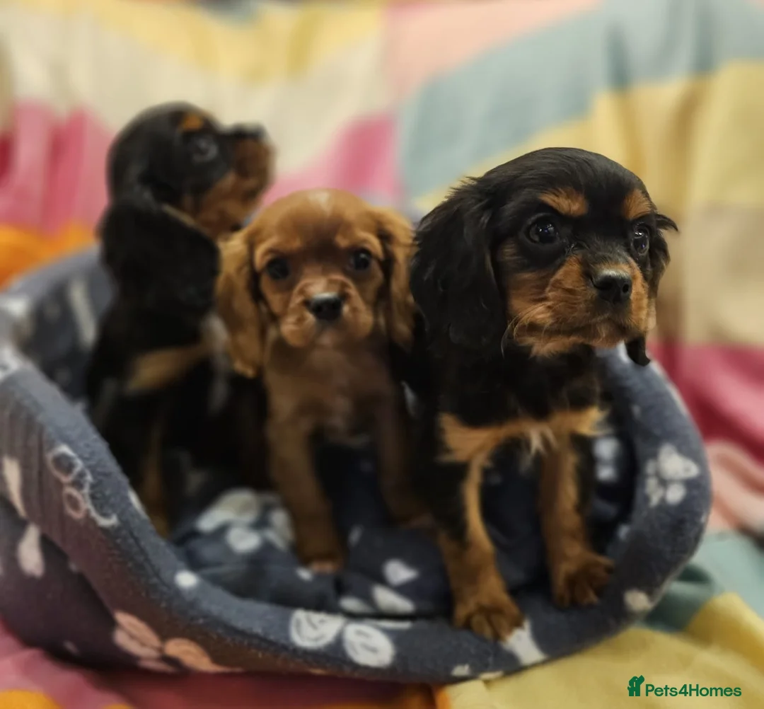 Cavalier King Charles Spaniel dogs for sale: Cavalier king Charles puppies  in Glasgow - Advert 2