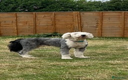 Old English Sheepdog dogs for stud: Beautiful, Happy Go Lucky Old English Sheepdog - Image 2