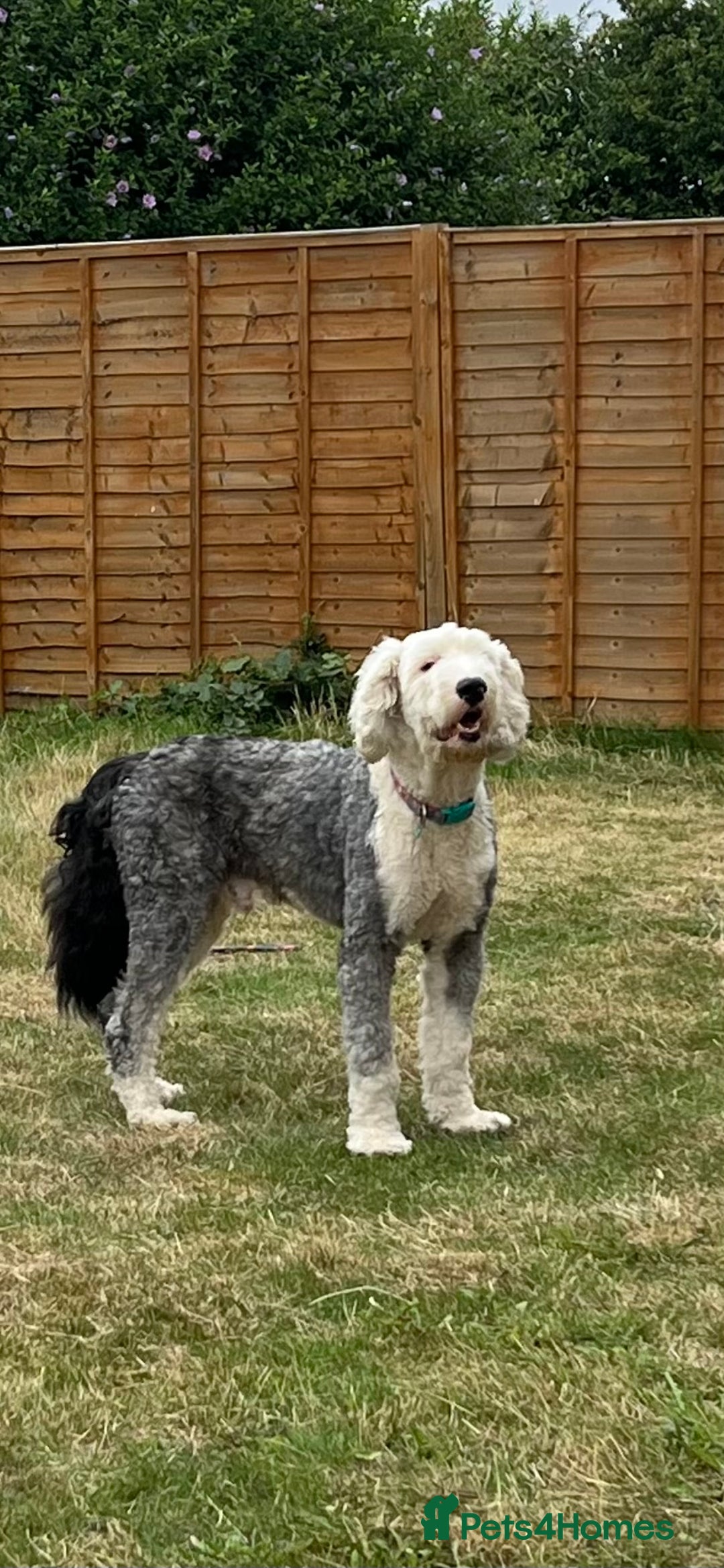 Old English Sheepdog dogs for stud: Beautiful, Happy Go Lucky Old English Sheepdog - Image 2