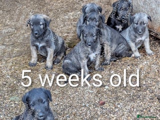 Deerhound dogs Deerhound/Wolfhound pups - Advert 2