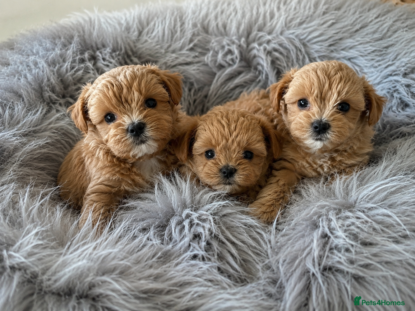 Maltipoo dogs Unique Asian Maltipoo puppies.DNA tested parents. - Advert 2