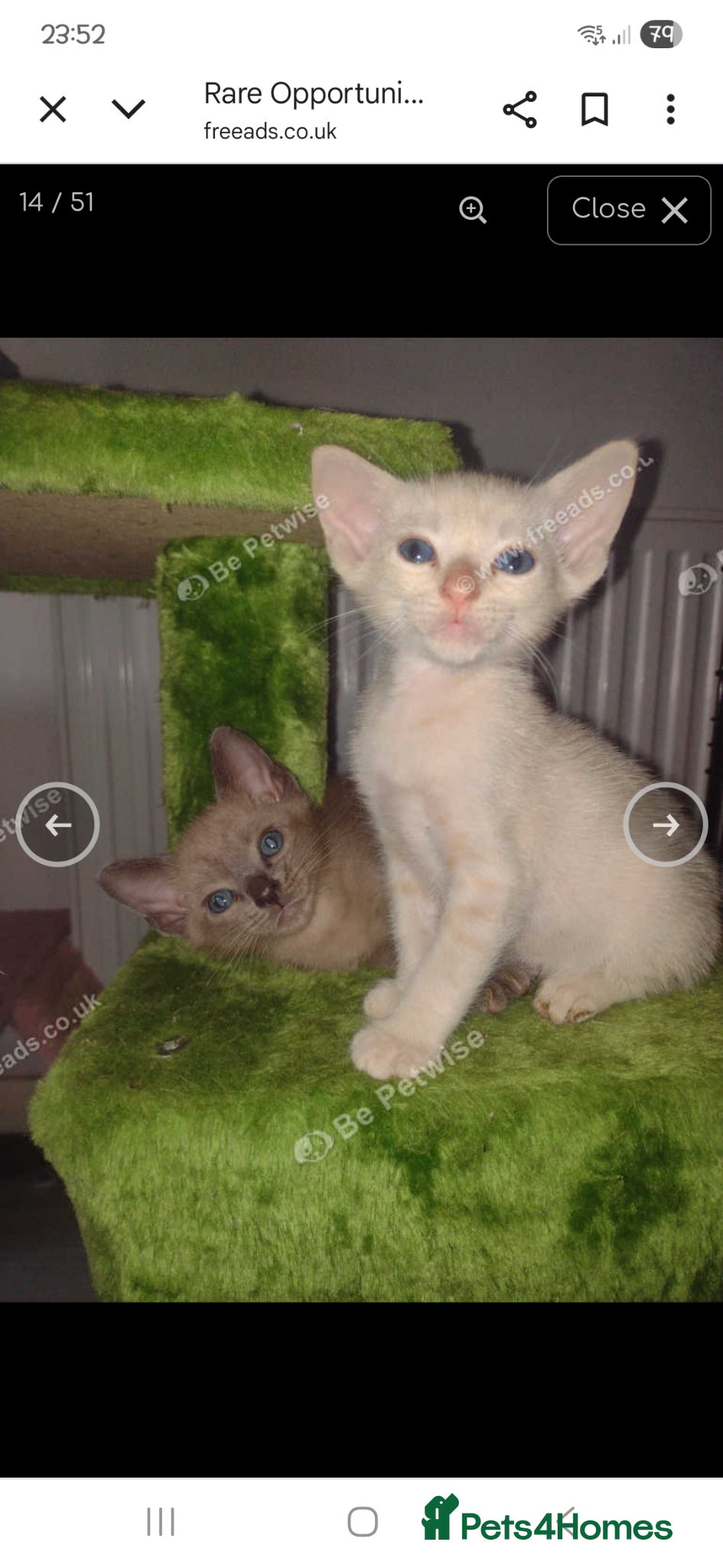 Siamese cats Siamese/Russian Blue very sweet littl girl - Advert 2