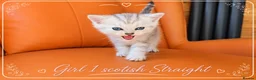 Scottish Fold cats for sale: Scotish Fold Kittens - Advert 10