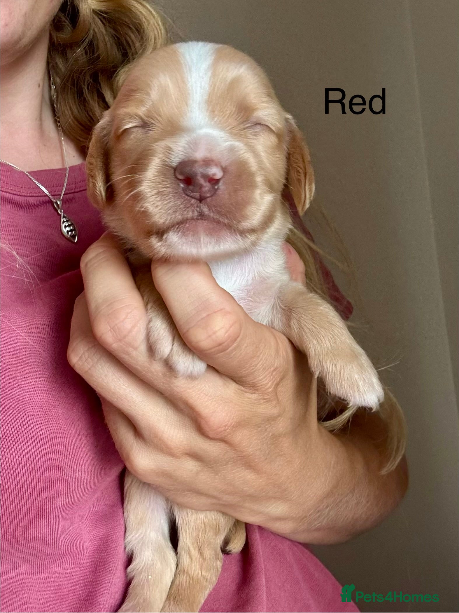 Sprocker dogs Gorgeous Sprocker Spaniel Puppies - Advert 2