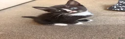 Mixed Breed cats for sale: 3 beautiful black and white tabby kittens for sale - Advert 6