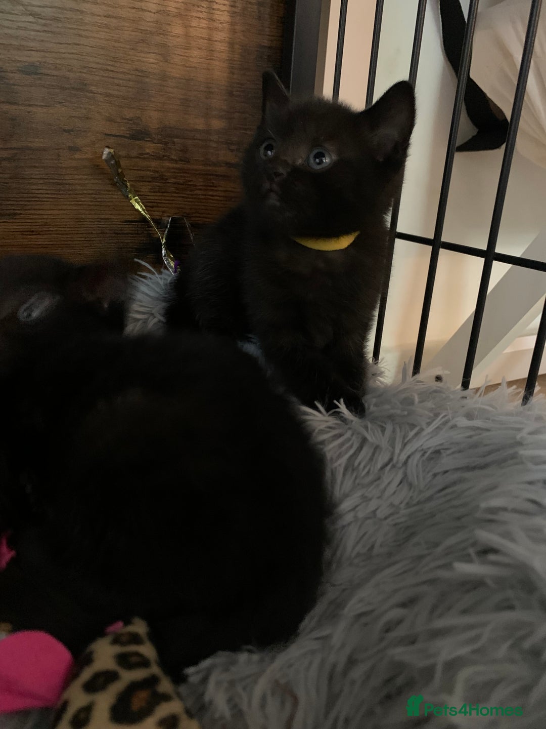 Russian Blue cats for sale: Beautiful Russian Blue x kittens READY NOW - Image 7