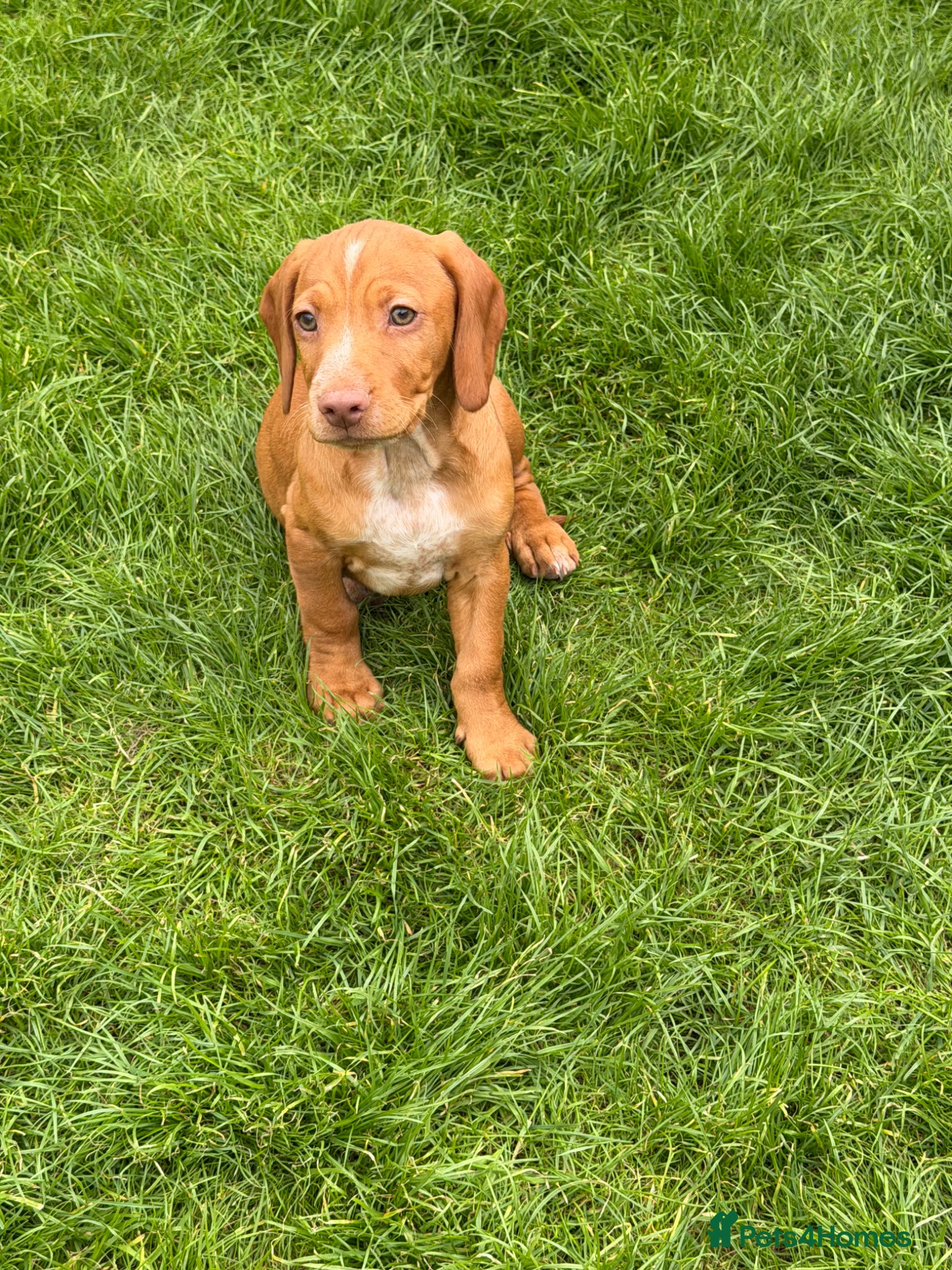 Mixed Breed dogs for sale: Beautiful Cockzler Puppies  - Advert 1