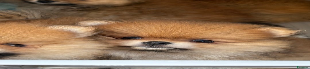 Pomeranian Puppy 1
