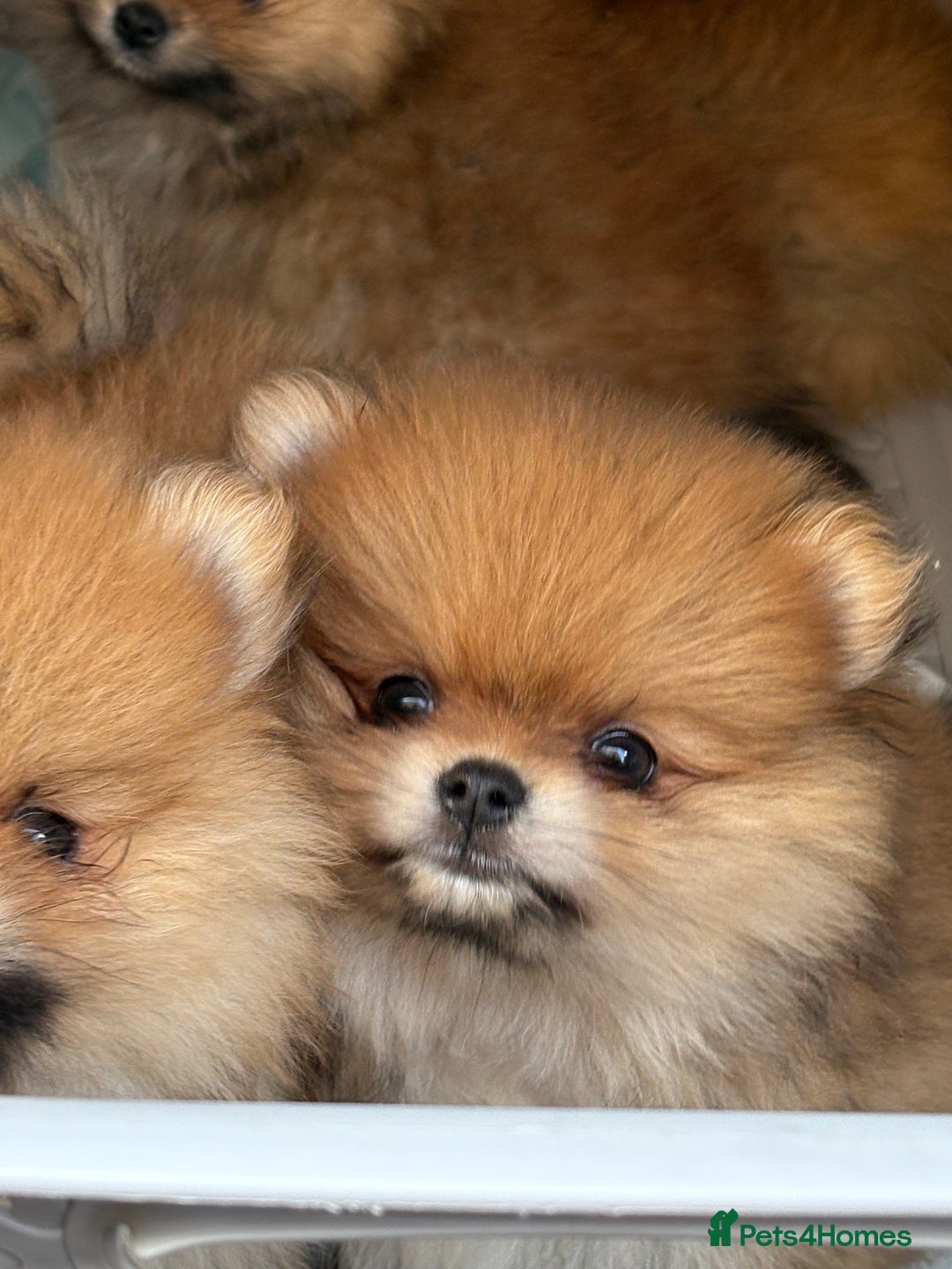 Pomeranian dogs for sale: Micro size  poms - Image 2