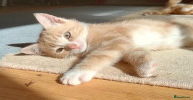 Mixed Breed cats - Advert 15