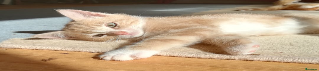 Mixed Breed Kitten 1