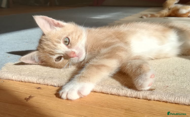Mixed Breed cats - Advert 8