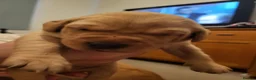 Labrador Retriever dogs for sale: Fox red Labrador puppies - Advert 7