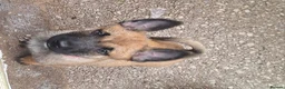 Belgian Shepherd Dog dogs for sale: Reduced Ready to leave  - Advert 24