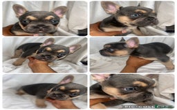 French Bulldog dogs for sale: French bulldog puppies fluffy carriers  - Image 12